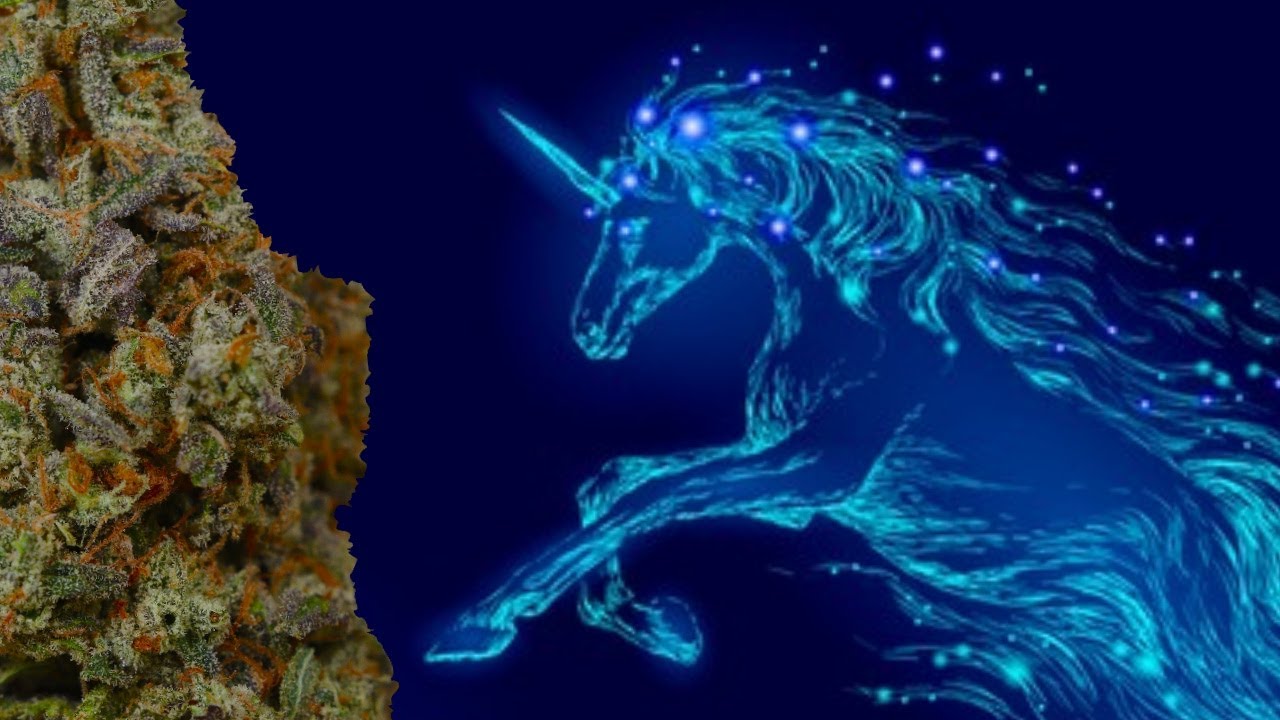BLUNICORN OFFICIAL STRAIN REVIEW