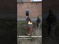 Таємниця солдата Костаса 💀 Частина 3 #stalker  #сталкер