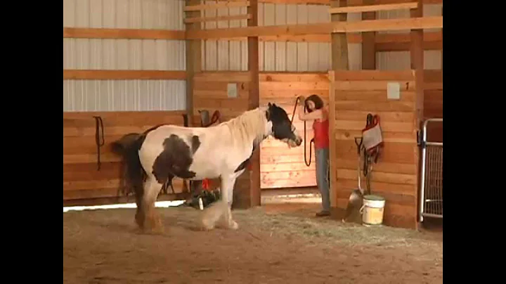 Horse Trampling People | What to do with Holistic ...