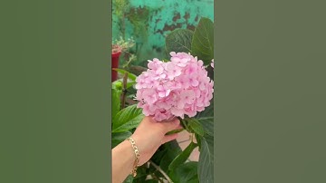 hoa cẩm tú cầu nở đẹp quá mọi người ơi hihi