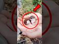 得体の知れない生き物を助けた結果 #動物のいる暮らし #animals #動物 #ペットのいる暮らし #カワウソ