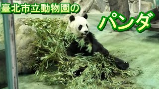 台北市立動物園のパンダ - YouTube