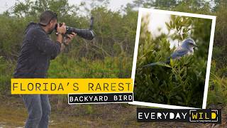 FLORIDAS RAREST BACKYARD BIRD
