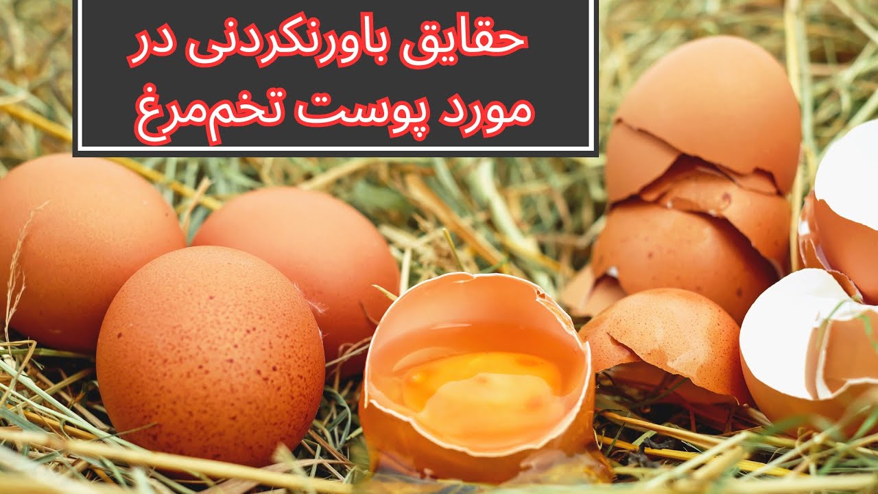 استفاده از پوست تخم مرغ برای رشد بهتر و سلامت درختان میوه و سبزیجات / نکاتی که به شما نمی‌گویند