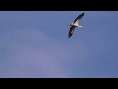 Storch am blauen Himmel ; barza in zbor