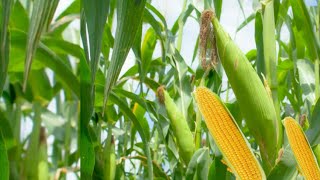 Amazing idea, Baby corn grow in die plastic material and big harvesting