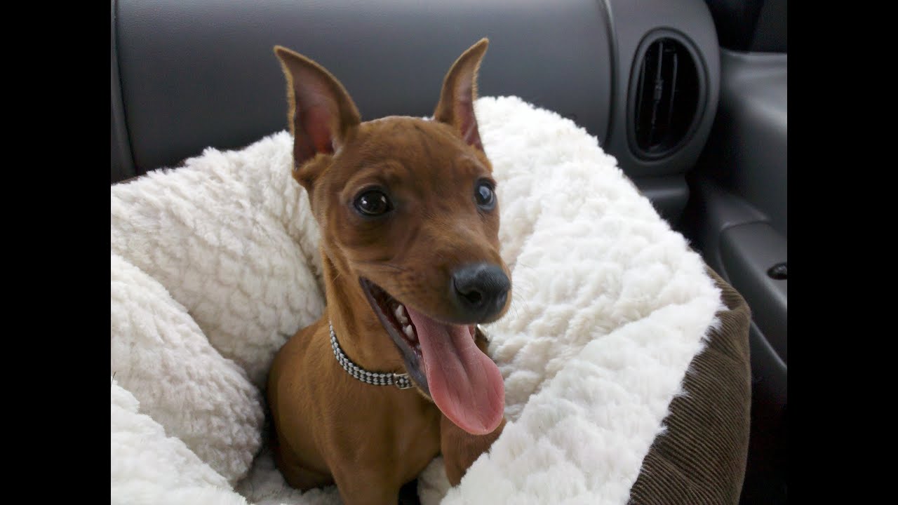 Jack - Red Miniature Pinscher - Youtube