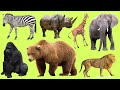 Learn names Zoo Animals in English  | Learn Sounds of Zoo Animals for Kids