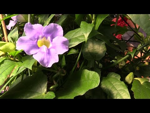 Видео: Tunbergia Grandiflorum