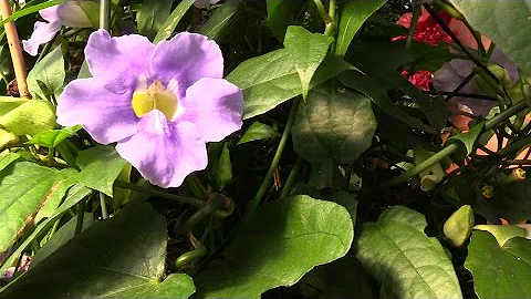 Growing the Blue Skyflower (Thunbergia grandiflora) - DayDayNews