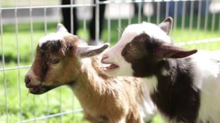 Public Health Petting Zoo screenshot 4