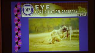 2019 AHCA National Specialty - Breeders Education Seminar - Dr. Jerold Bell (6/9) by Afghan Hound Club of America 140 views 4 years ago 23 minutes