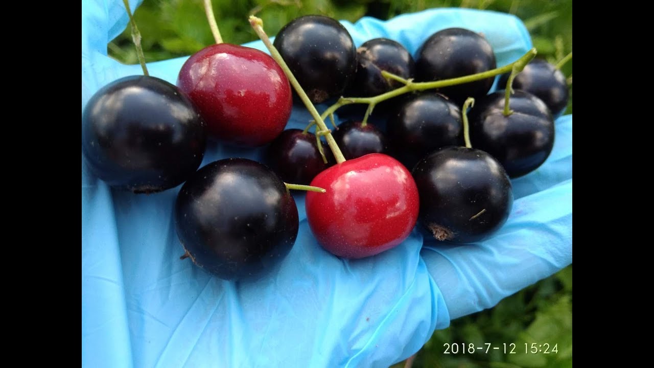 Какой сорт смородины самый сладкий. Сорт смородины Черешневая. Черная смородина Черешневая. Черная смородина Гармония. Смородина черная Черешнева.