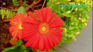 Beautiful enjoy Listening Music #zennifershof 