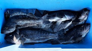 Quick Black Rockfish limit.  Stabicraft 15.5 in rough water. by Peeling Line 612 views 1 month ago 10 minutes, 54 seconds