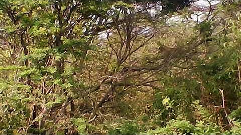 Mommy teaching baby leopard how to climb up and down trees!  #wildlife #leopard #africansafari