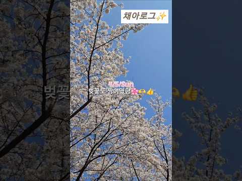 브이로그 넘 재밋슴‼️ #브이로그 #채아로그 #벚꽃 #떡볶이 #shorts