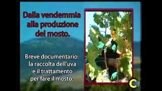 Dalla vendemmia alla produzione del mosto.