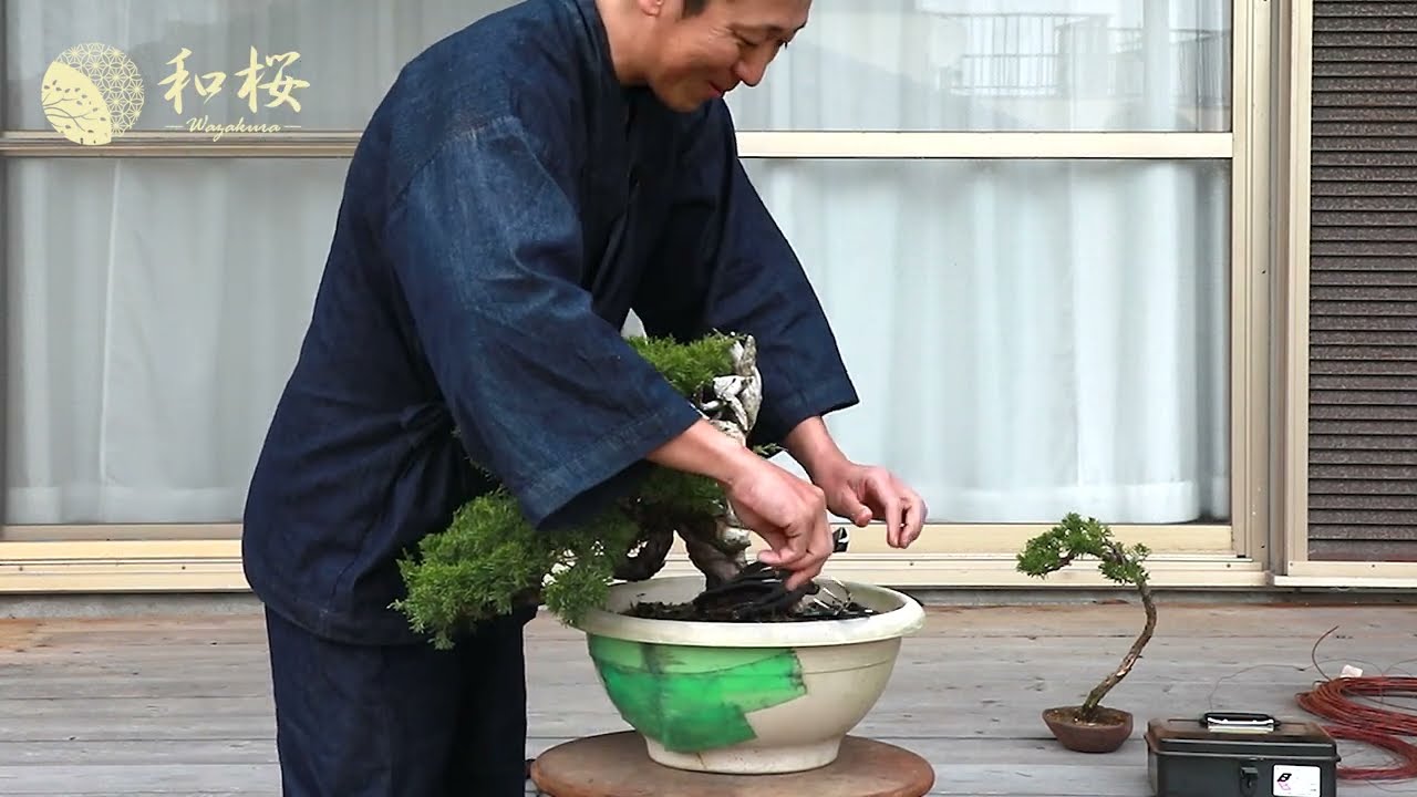 Bonsai Tools for Beginners: 3 things you need to know – Wazakura Japan