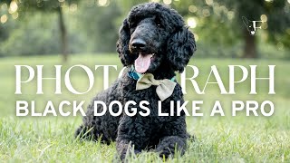 Photograph Black Dogs Like A Pro | How To Photograph Black Dogs | Pet Photography