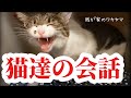 【猫おもしろ動画】猫vs人間　猫がしゃべるおもしろ劇場