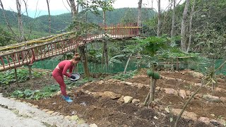 Building Vegetable Garden - Grow Ginger Roots and Improve Soil | Dao Farm Life by Dao Farm Life 3,101 views 2 months ago 29 minutes