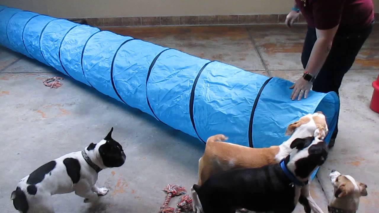 Dogs Play With the Tunnel at A Pet Villa YouTube
