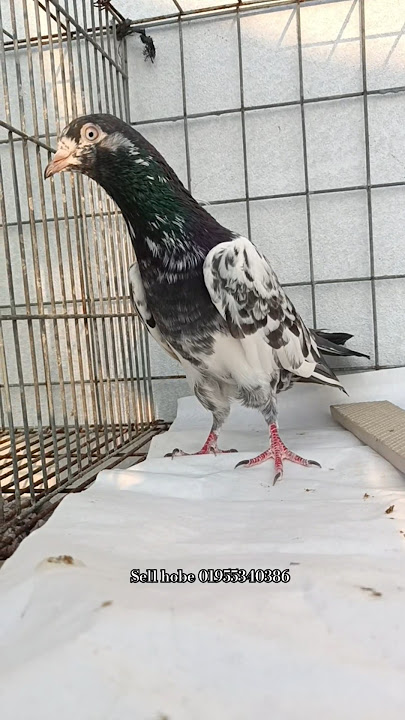 sell Hobe lagle call deben 01955340386 #remix #bass #dj #music #lofisongs #newsong