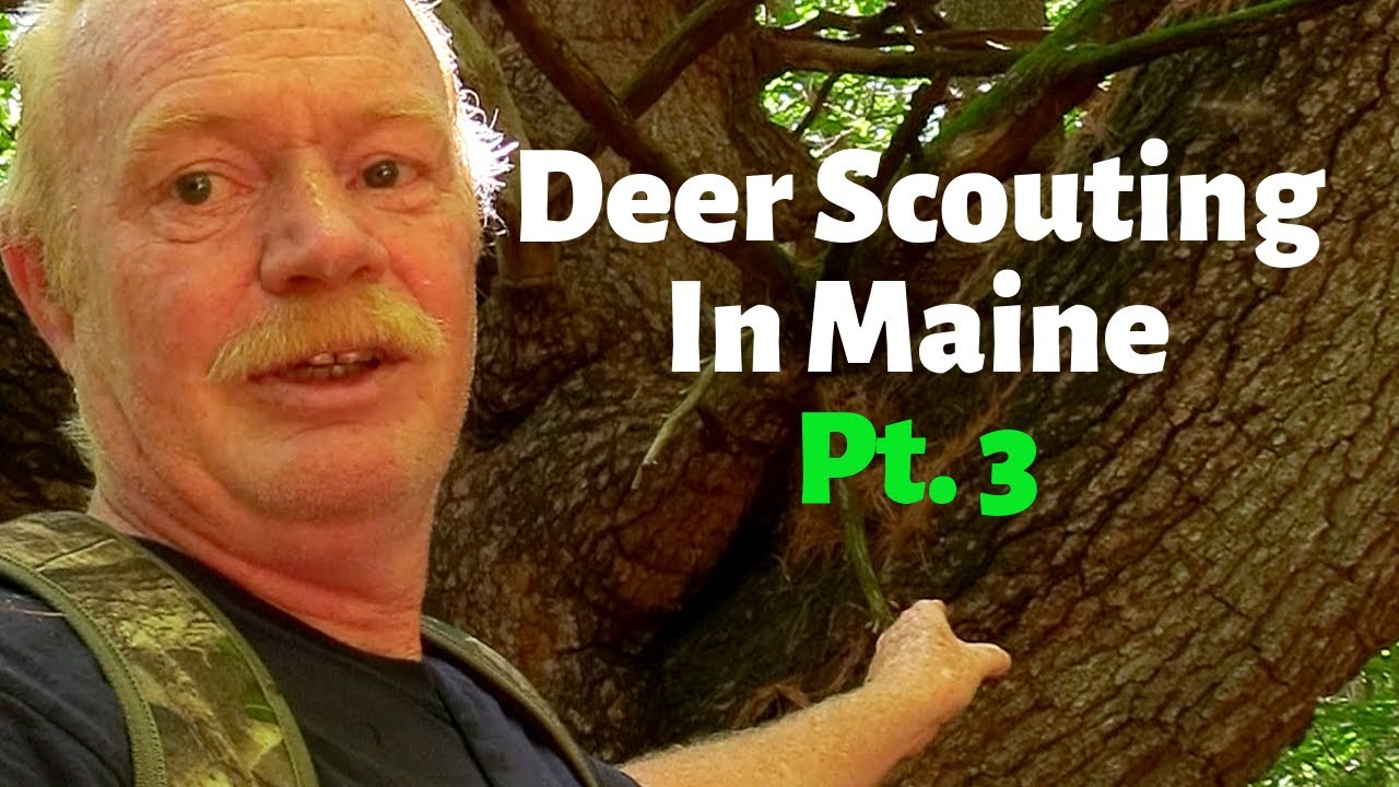 Deer Scouting in Maine for Bow Hunting Season pt. 3 YouTube