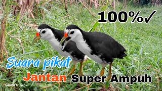 Download Lagu SUARA PIKAT RUAK RUAK JANTAN MEMANGGIL AMPUH TERBUKTI DATANG MP3 Download Lagu SUARA PIKAT RUAK RUAK JANTAN MEMANGGIL AMPUH TERBUKTI DATANG MP3