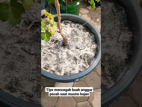 Video: Adakah rusa anggur trompet tahan?