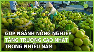 GDP ngành nông nghiệp tăng trưởng cao nhất trong nhiều năm | VTC16