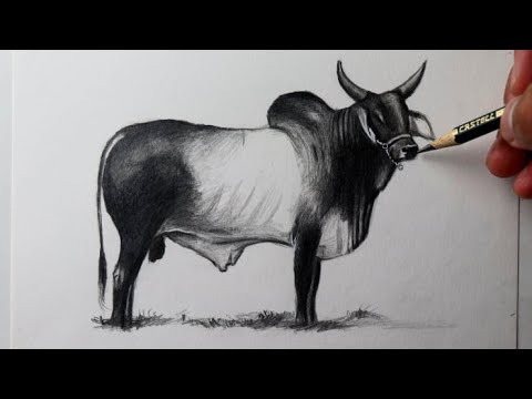 Como desenhar Boi Guzerá - PASSO A PASSO - narrado