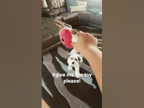Give me the toy! - YouTube