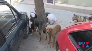 Kucinja Skitnici Otrov Ili Humanost 24 02 2017