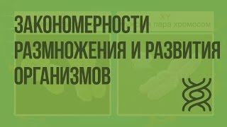 Закономерности размножения и развития организмов (обобщающий урок). Видеоурок по биологии 10 класс Закономерности размножения и развития организмов (обобщающий урок). Видеоурок по биологии 10 класс
