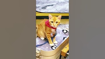 solo camping survive  in Rain .[Camping Travelling video 1M.v]