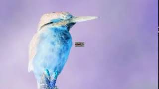 Morning Birds sound effect in G Major screenshot 3