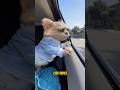 Why Do Dogs Love Sticking Their Heads Out Car Windows?