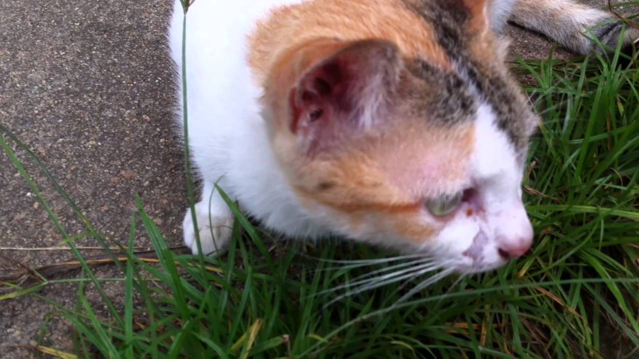 Funny Cat - Animal funny - Cat Funny - Khmer Cat Funny