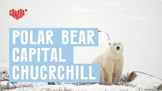 Polar Bear Capital of the World in Churchill Manitoba | Explore Canada