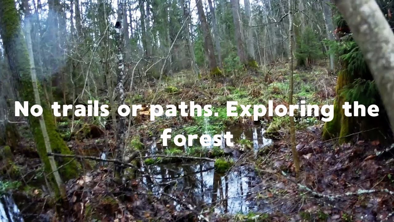 Walking in the woods. No trails or paths. Exploring the forest - YouTube