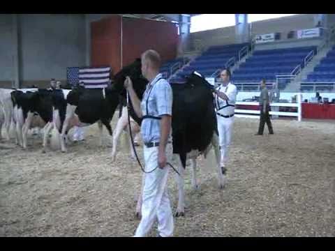 Eastern Fall National Holstein Show - 5-year-olds