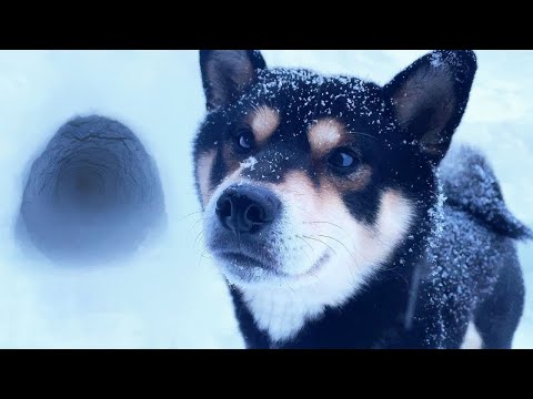 Shiba inu snow tunnel
