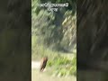ध्यान से देख कर बताओं क्या है #jimcorbett leopard shiting #sarmila animal