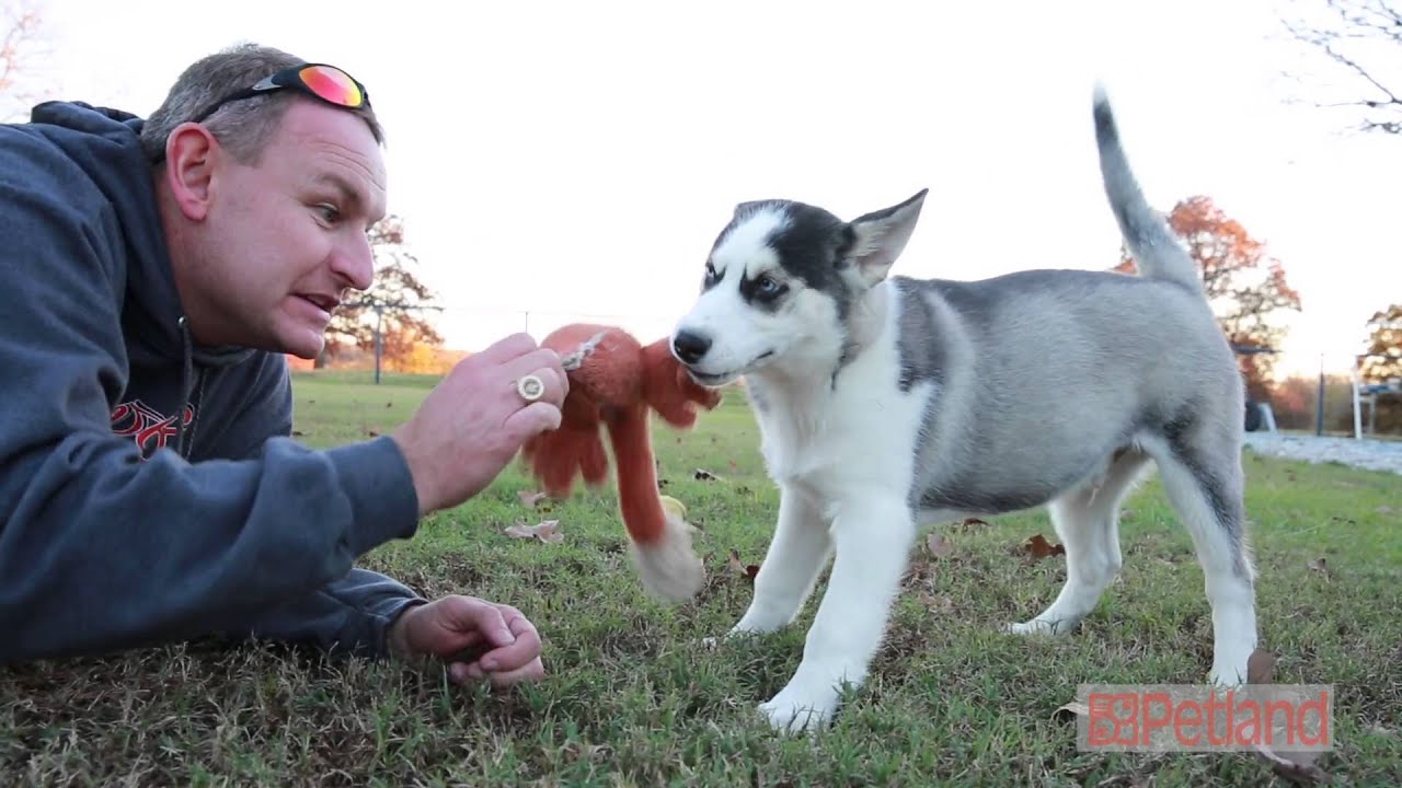 petland breeders