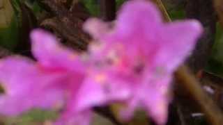 1020529合歡北峰紅毛杜鵑花
