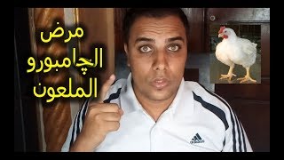 مرض الجمبورو الملعون // عشاق الدواجن