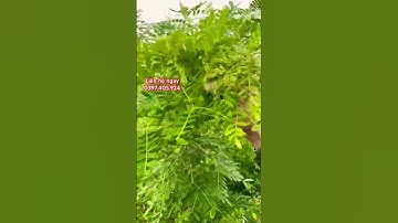 Cây giống Bồ kết ghép | cây Bồ kết không gai | #nguyenthaiduongboket #câygiốngbồkết