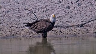 SWFL Eagles ~ Beautiful F23 At Pond Taking Sips! Adult Across Street In Norfolk Pine! No E23! 5.7.24